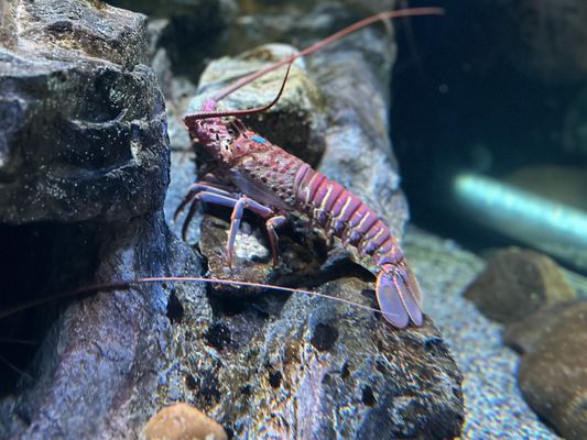 Aquarium of the Pacific by null Aquarium of the Pacific by null