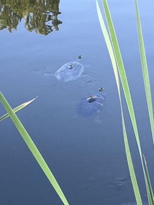 The Beach Bar by null