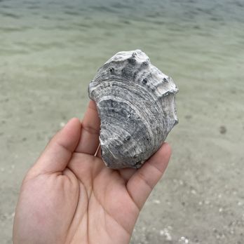 Apollo Beach Nature Preserve - Shell picking was fun - Beaches Near Me - Apollo Beach, Florida Apollo Beach Nature Preserve - Shell picking was fun - Beaches Near Me - Apollo Beach, Florida