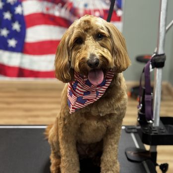 Top Dog - Pet Groomers Near Me - Stuart, Florida Top Dog - Pet Groomers Near Me - Stuart, Florida
