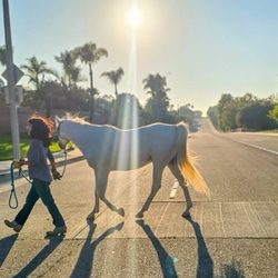 Equine Healing Walks with Shangri-La