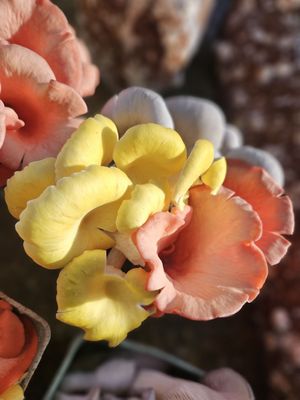 Old Beach Farmers Market by null