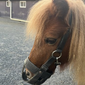 White Oak Lavender Farm - Beautiful pony at WOLF - Wine Tasting Room Near Me - Harrisonburg, Virginia White Oak Lavender Farm - Beautiful pony at WOLF - Wine Tasting Room Near Me - Harrisonburg, Virginia