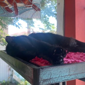 The Caffeinated Cat - Coffee & Tea Near Me - Jacksonville Beach, Florida The Caffeinated Cat - Coffee & Tea Near Me - Jacksonville Beach, Florida