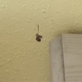 Surfside Anchor Motel - Snot or roach? You decide - Hotels Near Me - Freeport, Texas