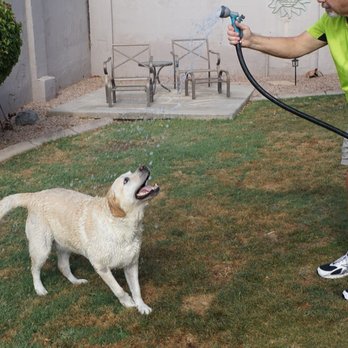 Acupuncture For Pets in AZ - Playing on the hose again! - Veterinarians Near Me Acupuncture For Pets in AZ - Playing on the hose again! - Veterinarians Near Me