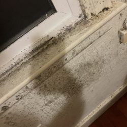 Arcata Property Management - Black mold