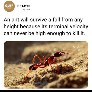Scorpion Pest Elimination - Pest Control Near Me - Universal City , Texas Scorpion Pest Elimination - Pest Control Near Me - Universal City , Texas