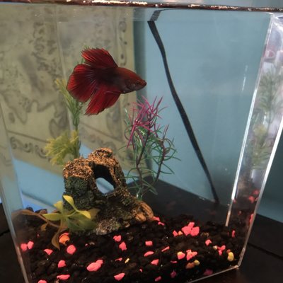 pet valu fish tank