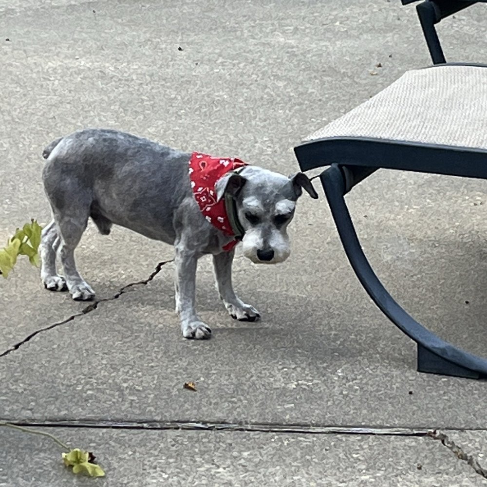 In The Doghouse - Our boy with a fresh cut! - Pet Groomers Near Me - Baton Rouge, Louisiana In The Doghouse - Our boy with a fresh cut! - Pet Groomers Near Me - Baton Rouge, Louisiana