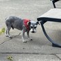 Photo of In The Doghouse