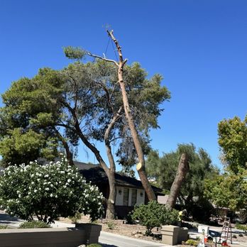 Noble Tree Service - In process of removing two trees - no damage to garden lights, house or the neighbors yard!! - Tree Services Near Me - Las Vegas, Nevada Noble Tree Service - In process of removing two trees - no damage to garden lights, house or the neighbors yard!! - Tree Services Near Me - Las Vegas, Nevada