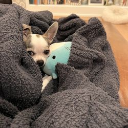 K9 Resorts Luxury Pet Hotel Emerson