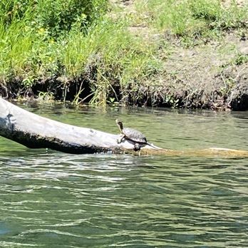 River's Edge Kayak and Canoe - Turtle - Rafting/Kayaking Near Me - Healdsburg, California