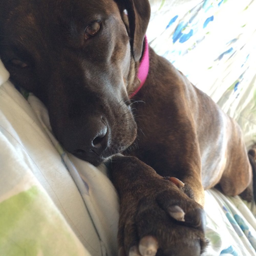 Pawsitive Karma - A happy dog that left with a Pawsitive experience. - Pet Stores Near Me - Castro Valley, California Pawsitive Karma - A happy dog that left with a Pawsitive experience. - Pet Stores Near Me - Castro Valley, California
