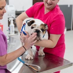 Healthy Life Pet Clinic - My dog Brodie at his annual.