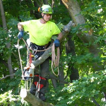 Zen Tree Care Consulting - Hazard tree removal - Tree Services Near Me - Barrie, Ontario Zen Tree Care Consulting - Hazard tree removal - Tree Services Near Me - Barrie, Ontario
