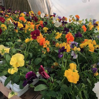 JonBoy's Plant Paradise - Simpson Greenhouse - Nurseries & Gardening Near Me - Ovid, Michigan