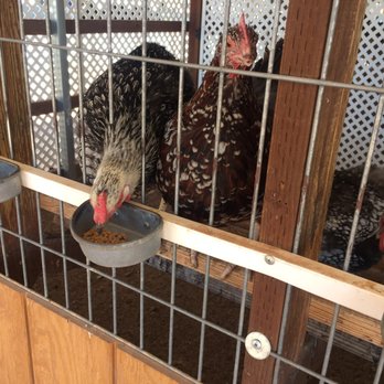 Rooster Cogburn Ostrich Ranch - Chickens! - Petting Zoos Near Me - Picacho, Arizona