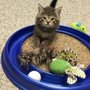 Columbus Pet Rescue