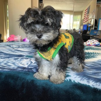 Spoiled Pup - Before his hair cut - Pet Groomers Near Me - Las Vegas, Nevada Spoiled Pup - Before his hair cut - Pet Groomers Near Me - Las Vegas, Nevada