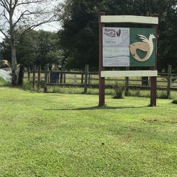 Rosewood Alpaca Farm - Rosewood Alpaca Farm - Farms Near Me - Winder, Georgia