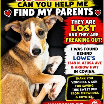 Lowe's Home Improvement - Do you know my parents ? Help I was found behind Lowe's. I am safe, but I miss my family and the people can't keep me. Thank you - Home Decor Near Me - Covina, California Lowe's Home Improvement - Do you know my parents ? Help I was found behind Lowe's. I am safe, but I miss my family and the people can't keep me. Thank you - Home Decor Near Me - Covina, California