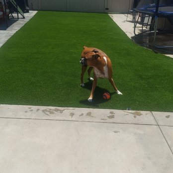 GTP Design & Build - Backyard, pet friendly - Landscaping Near Me - Spring Valley, California