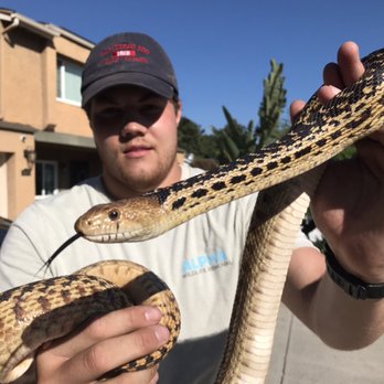 Alpha Wildlife Removal - Trapper Joseph with a quick gopher snake grab - Wildlife Control Near Me