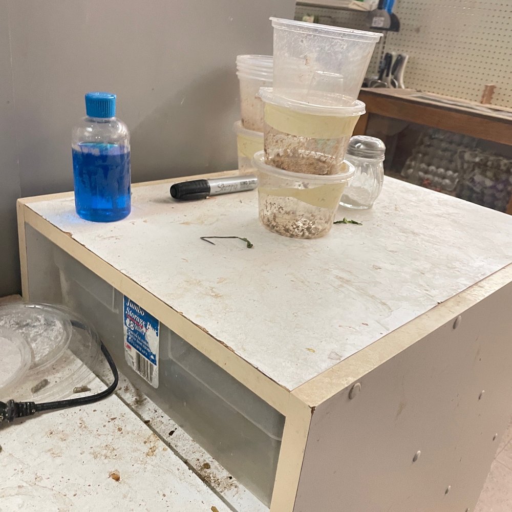 La Habra Pets - Filthy. So dirty here. - Reptile Shops Near Me - La Habra, California La Habra Pets - Filthy. So dirty here. - Reptile Shops Near Me - La Habra, California