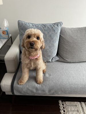 Wash N' Wiggle Pet Service Center