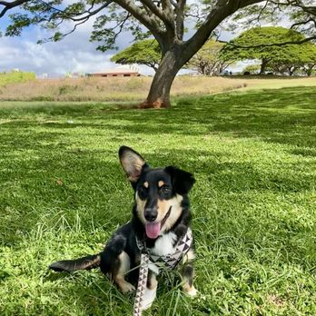 Alpha K9 Training - Last day of puppy class - Pet Training Near Me