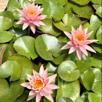 Self-Realization Fellowship Hollywood Temple - Waterlilies. - Churches Near Me - Los Angeles, California Self-Realization Fellowship Hollywood Temple - Waterlilies. - Churches Near Me - Los Angeles, California
