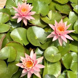 Self-Realization Fellowship Hollywood Temple - Waterlilies.