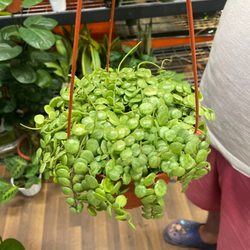 String of Turtles