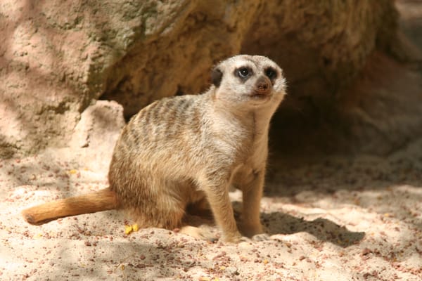 Bioparc Fuengirola by null