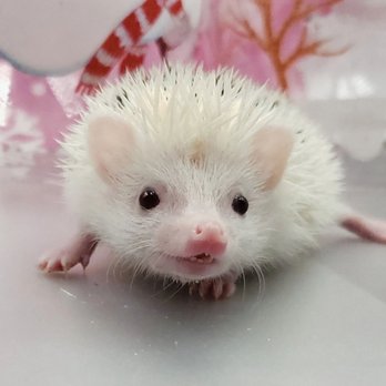 Morning Star Hedgehogs - Pet Breeders Near Me - Addison, Illinois Morning Star Hedgehogs - Pet Breeders Near Me - Addison, Illinois