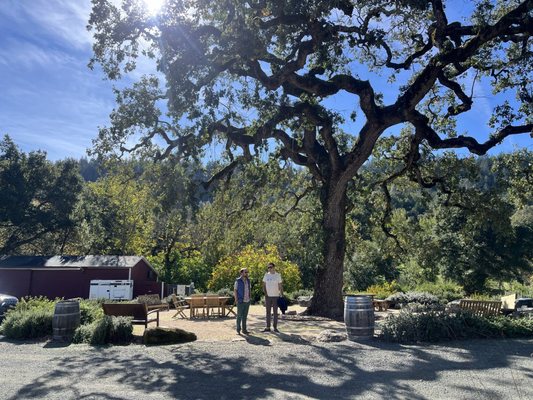 Seavey Vineyard by null