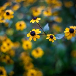 Walnut Creek Recreation Area - You know, they've got some pretty sweet flowers too.
