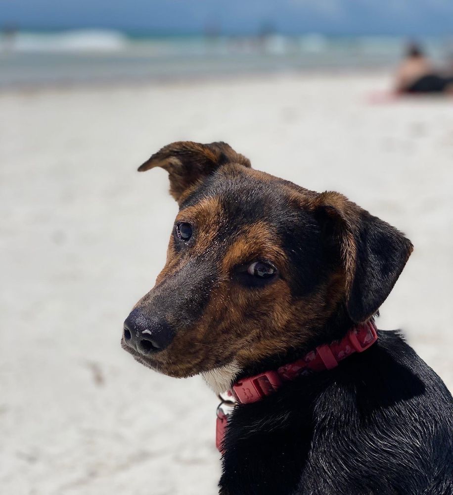 PENSACOLA DOG BEACH Dog Parks 1300 Fort Pickens Rd, Pensacola Beach