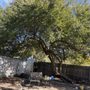 Advanced Tree Service And Landscaping