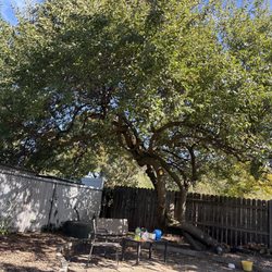 Advanced Tree Service And Landscaping - Same tree trimmed.