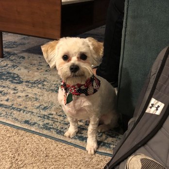 Stinky Dawg - After - Pet Groomers Near Me - San Marcos, Texas Stinky Dawg - After - Pet Groomers Near Me - San Marcos, Texas