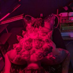 Hands on Wellness - Fascia Blasting and Cupping