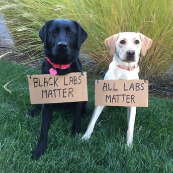 Springville Petroleum - two dogs holding signs that say black labs matter and all labs matter - Gas Stations Near Me - Michigan City, Indiana Springville Petroleum - two dogs holding signs that say black labs matter and all labs matter - Gas Stations Near Me - Michigan City, Indiana