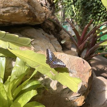 Butterfly Pavilion - Museums Near Me - Westminster, Colorado