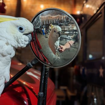 Line 51 Brewing - Bird friendly (Simon) - Breweries Near Me - Oakland, California Line 51 Brewing - Bird friendly (Simon) - Breweries Near Me - Oakland, California