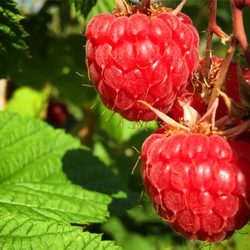 Gut Stockseehof - Himbeeren zur Selbstpflücke auf Gut Stockseehof