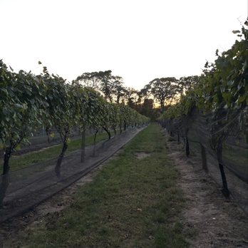 Loughlin Vineyard - Vineyard - Wineries Near Me - Sayville, New York Loughlin Vineyard - Vineyard - Wineries Near Me - Sayville, New York