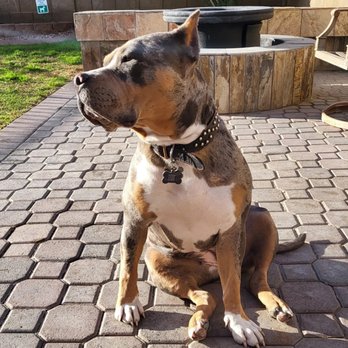 Pawsitive Experts - Pet Training Near Me Pawsitive Experts - Pet Training Near Me